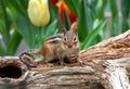 Chipmunk standing on a hollow log Royalty Free Stock Photo