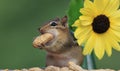 Chipmunk Standing Next To Sunflower Stuffing A Peanut In His Cheek