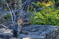 Chipmunk posing on a rock Royalty Free Stock Photo