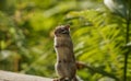 a Chipmunk stands on its hind legs