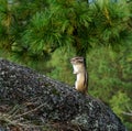 Chipmunk stands on its hind legs under a green tree