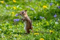 Chipmunk stands tall looking for danger