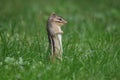 Chipmunk Stands tall n the Lawn in Fall to Look Around