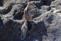 Barbary Ground Squirrel standing on black volcanic rock eating seaweed Royalty Free Stock Photo