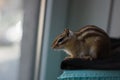 Chipmunk staring out of window