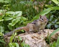 Chipmunk Stock Photo and Image. Standing on a rock with foliage background and displaying brown fur, body, head, eye, nose, ears,