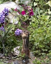 Chipmunk stock photos.Chipmunk close-up profile view smelling a wildflower displaying body, head, ears, eye, paws, tail in its