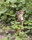 Chipmunk stock photos. Close-up standing on its back legs with a side profile view.Picture. Portrait. Image.