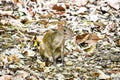 chipmunk on stone, photo as a background