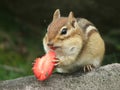 Chipmunk with strawberry