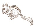 Chipmunk with striped back, squirrel isolated sketch drawing