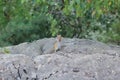 Chipmunk Royalty Free Stock Photo