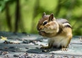 Cute Chipmunk Stuffs Its Cheeks