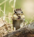 Funny Chipmunk Stuffs It's cheeks