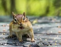 Funny Chipmunk Stuffs Its Cheeks