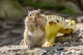 Chipmunk sunflower seeds eats