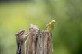 Chipmunk surprising a female Gold Finch Royalty Free Stock Photo