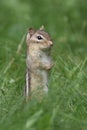 Chipmunk Takes a Peek