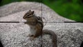 Chipmunk Tamias Seen in Gun Rifle Scope. Wildlife Hunting. Poaching Endangered, Vulnerable, and Threatened Animals