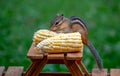 Chipmunk tastes corn on the cob