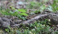 Chipmunk and tree root Royalty Free Stock Photo