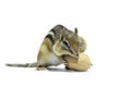 Chipmunk and Walnut Royalty Free Stock Photo