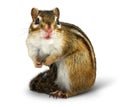 Chipmunk on white Royalty Free Stock Photo