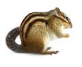 Chipmunk on white Royalty Free Stock Photo