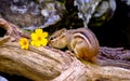 Chipmunk with a yellow flower Royalty Free Stock Photo