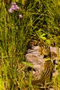 Chipmunks Royalty Free Stock Photo