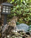 Chipmunk Stock Photos. Chipmunks animal in the rock garden with a welcome sign with foliage background