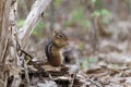 Close up photo of Chipmunk eating a snack in the forest.