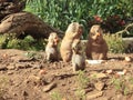 Chipmunks eating Royalty Free Stock Photo