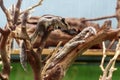 Chipmunks playing on dry tree branches