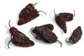 Chipotle smoke-dried jalapeno pepper, paths, top Royalty Free Stock Photo