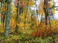 Chippeawa National Forest, Minnesota USA