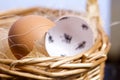 Chipped egg shell and egg in the nest. In the shell past days are marked with dashes. Chicken hatching