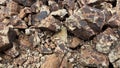 Chipped rubble stone. Crimson Quartzite.  Random pieces of red stones. Royalty Free Stock Photo