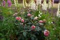 Chippendale pink roses flowers blooming in summer garden. Tantau peachy rose grows by foxgloves and lavender