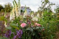 Chippendale pink roses flowers blooming in summer garden. Tantau peachy rose grows by foxgloves and lavender