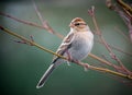 Chipping Sparrow