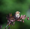 Chipping Sparrow Royalty Free Stock Photo