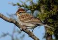 Chipping Sparrow Royalty Free Stock Photo