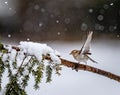 Chirping sparrow attempts to take off from pine branch during snow fall Royalty Free Stock Photo