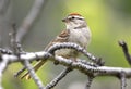 Chipping Sparrow bird perched, Park City, Utah USA birding