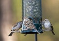 Chipping Sparrow at bird seed bird feeder