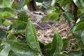 Chipping Sparrow birding feeding baby birds in a nest, Georgia USA