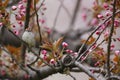 Chipping Sparrow in cherry tree Royalty Free Stock Photo