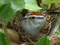 Chipping Sparrow On Her Nest