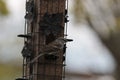 Chipping Sparrow on Metal Caged Bird Feeder